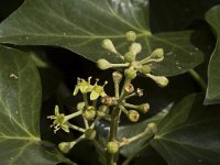 Hedera helix 8, Klimop, Saxifraga-Jan van der Straaten