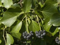 Hedera helix 9, Klimop, Saxifraga-Willem van Kruijsbergen