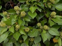 Hedera iberica