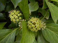 Hedera iberica 2, Saxifraga-Ed Stikvoort