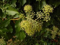 Hedera iberica 3, Saxifraga-Ed Stikvoort