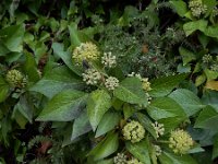 Hedera iberica 4, Saxifraga-Ed Stikvoort