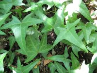 Hedera nepalensis 2, Saxifraga-Rutger Barendse