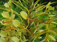 Hedychium gardnerianum 10, Saxifraga-Ed Stikvoort