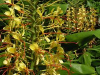 Hedychium gardnerianum 6, Saxifraga-Ed Stikvoort