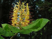 Hedychium gardnerianum 8, Saxifraga-Ed Stikvoort