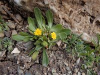 Hedypnois rhagadioloides 2, Saxifraga-Ed Stikvoort