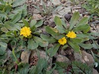 Hedypnois rhagadioloides 3, Saxifraga-Ed Stikvoort