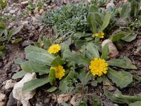 Hedypnois rhagadioloides 4, Saxifraga-Ed Stikvoort