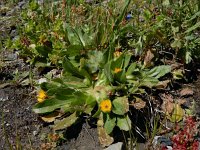 Hedypnois rhagadioloides 7, Saxifraga-Ed Stikvoort