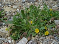 Hedypnois rhagadioloides 8, Saxifraga-Ed Stikvoort