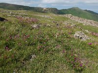 Hedysarum caucasicum 3, Saxifraga-Ed Stikvoort