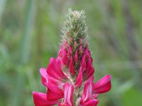 Hedysarum coronarium 10, Saxifraga-Jeroen Willemsen