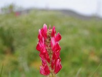 Hedysarum coronarium 11, Saxifraga-Jeroen Willemsen