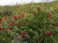 Hedysarum coronarium 16, Saxifraga-Willem van Kruijsbergen