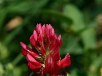 Hedysarum coronarium 2, Saxifraga-Dirk Hilbers