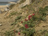 Hedysarum coronarium 20, Saxifraga-Willem van Kruijsbergen