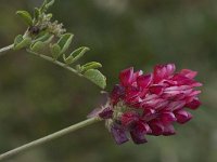 Hedysarum coronarium 23, Saxifraga-Willem van Kruijsbergen