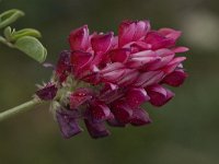 Hedysarum coronarium 24, Saxifraga-Willem van Kruijsbergen