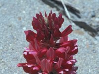 Hedysarum coronarium 3, Saxifraga-Jan van der Straaten