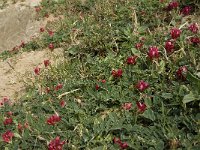 Hedysarum coronarium 30, Saxifraga-Jan van der Straaten