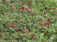 Hedysarum coronarium 31, Saxifraga-Jan van der Straaten