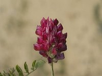 Hedysarum coronarium 32, Saxifraga-Jan van der Straaten