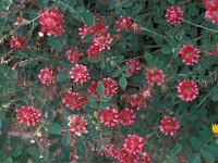 Hedysarum coronarium 4, Saxifraga-Jan van der Straaten