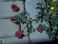 Hedysarum coronarium 8, Saxifraga-Jan van der Straaten