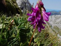 Hedysarum hedysaroides 4, Saxifraga-Ed Stikvoort