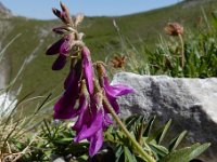 Hedysarum hedysaroides 6, Saxifraga-Ed Stikvoort