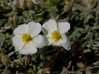 Helianthemum almeriense 2, Saxifraga-Willem van Kruijsbergen