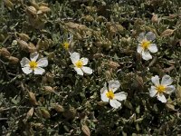 Helianthemum almeriense 3, Saxifraga-Willem van Kruijsbergen