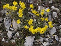 Helianthemum alpestre 2, Saxifraga-Jan van der Straaten