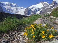 Helianthemum alpestre 3, Saxifraga-Jeroen Willemsen