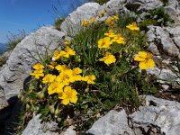 Helianthemum alpestre 5, Saxifraga-Ed Stikvoort