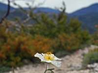 Helianthemum apenninum 11, Saxifraga-Jeroen Willemsen