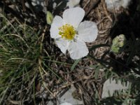 Helianthemum apenninum 14, Saxifraga-Rutger Barendse