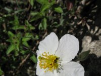 Helianthemum apenninum 15, Saxifraga-Rutger Barendse