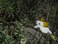 Helianthemum apenninum 16, Saxifraga-Rutger Barendse