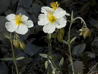 Helianthemum apenninum 2, Saxifraga-Jan van der Straaten