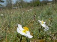 Helianthemum apenninum 23, Saxifraga-Rutger Barendse