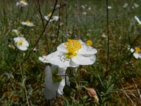 Helianthemum apenninum 25, Saxifraga-Rutger Barendse