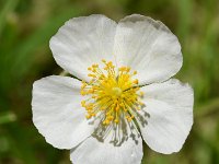 Helianthemum apenninum 27, Saxifraga-Sonja Bouwman  Wit zonneroosje - Helianthemum apenninum - Cistaceae familie