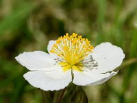 Helianthemum apenninum 28, Saxifraga-Sonja Bouwman  Wit zonneroosje - Helianthemum apenninum - Cistaceae familie