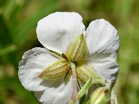 Helianthemum apenninum 29, Saxifraga-Sonja Bouwman  Wit zonneroosje - Helianthemum apenninum - Cistaceae familie