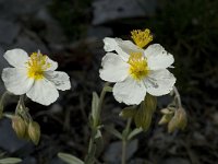 Helianthemum apenninum 3, Saxifraga-Jan van der Straaten