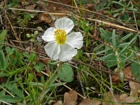 Helianthemum apenninum 35, Saxifraga-Hans Grotenhuis