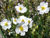 Helianthemum apenninum 37, Saxifraga-Hans Grotenhuis