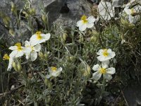 Helianthemum apenninum 4, Saxifraga-Jan van der Straaten